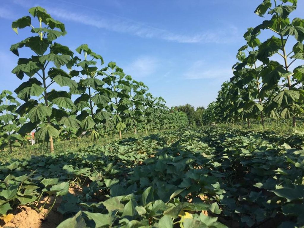 Plantation Paulownia Après Recépage